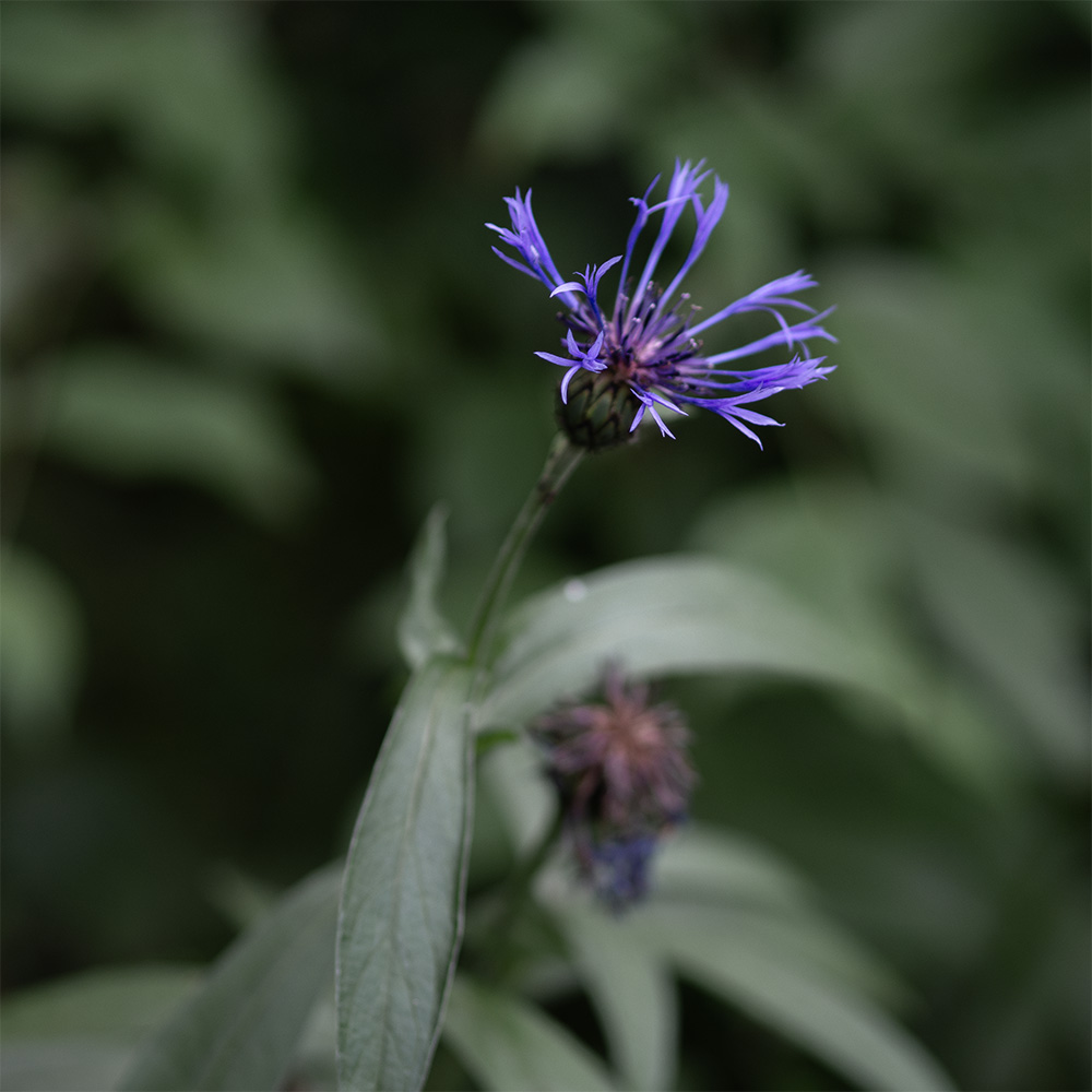 Berg-Flockenblume
