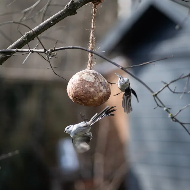SCHWANZMEISE im Naturgarten Rabenstein