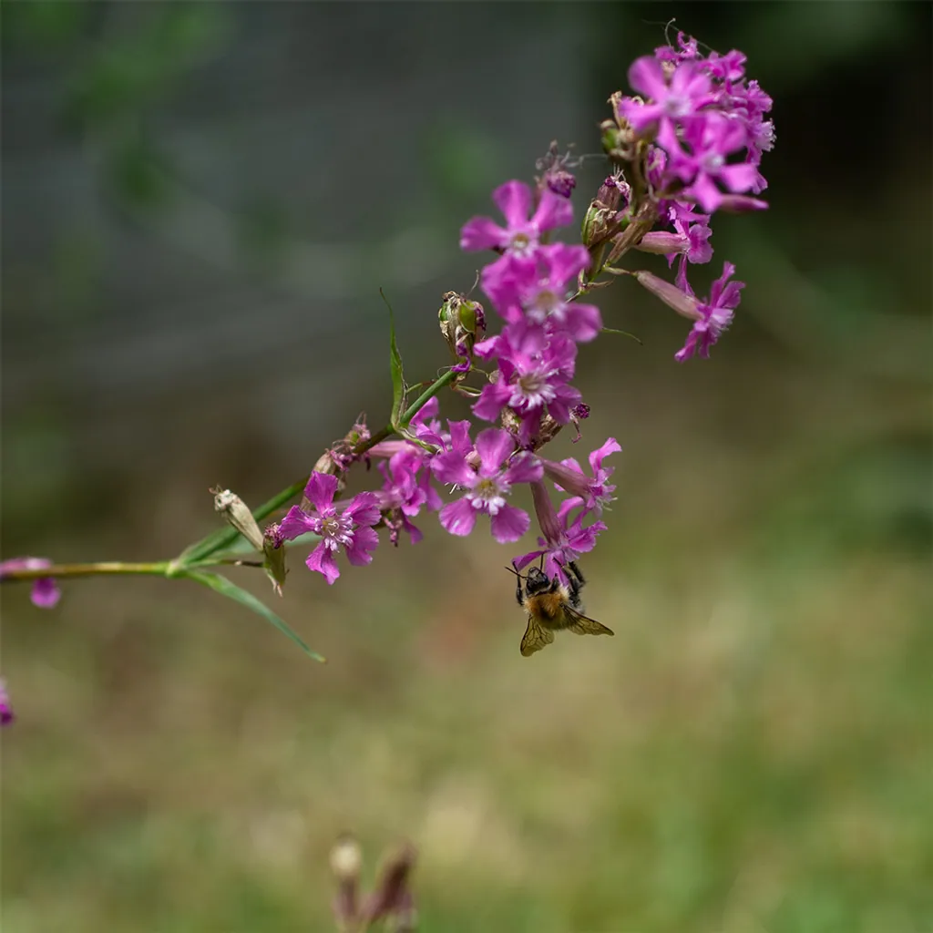 Gewöhnliche Pechnelke – heimische Pflanze im Naturgarten