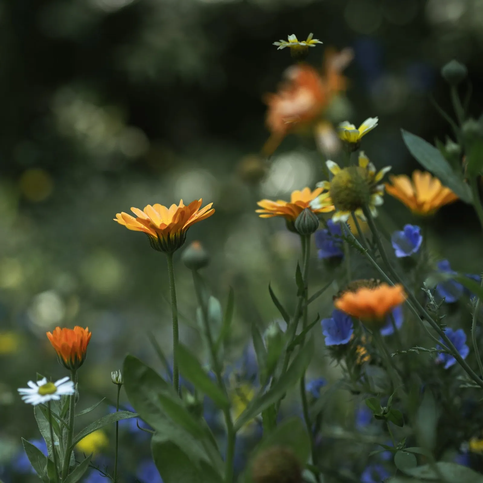 Sommerblüten im Naturgarten
