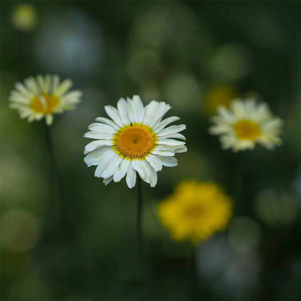 Färberkamille – heimische Pflanze im Naturgarten