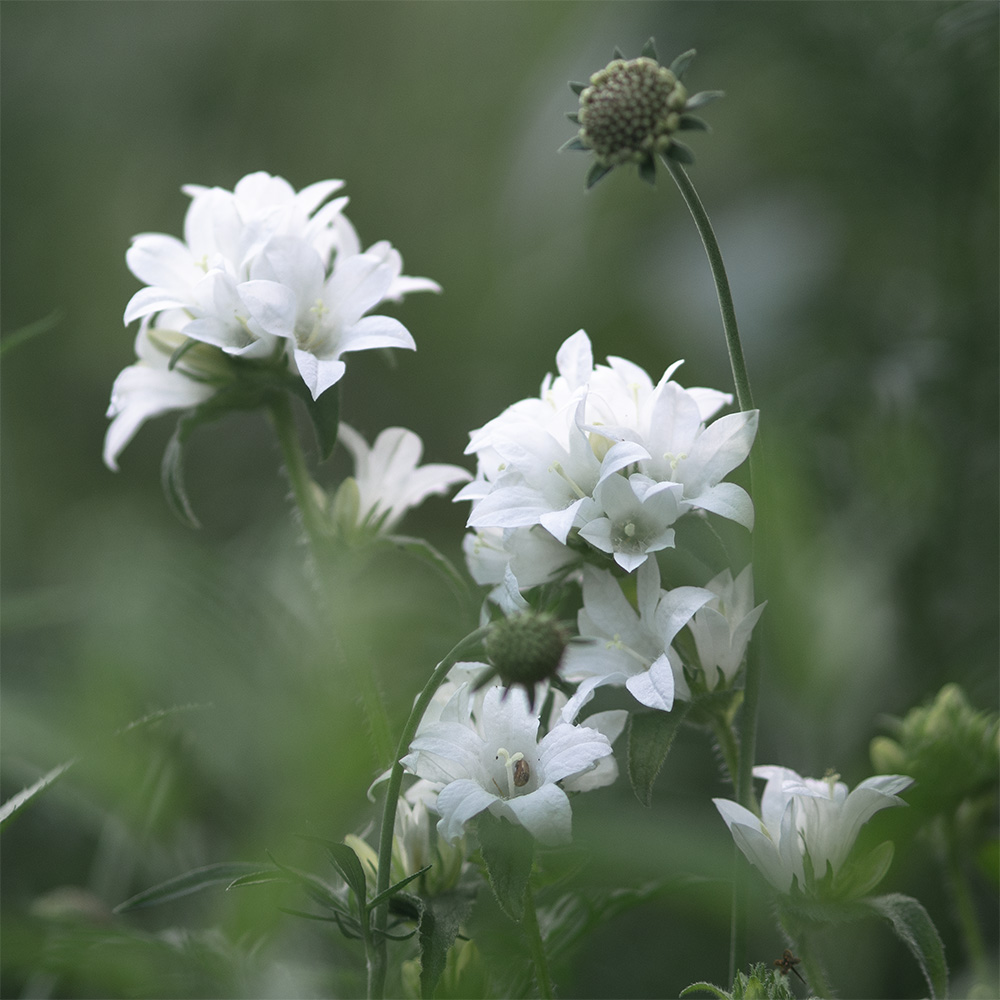 Knäuel-Glockenblume – heimische Pflanze im Naturgarten