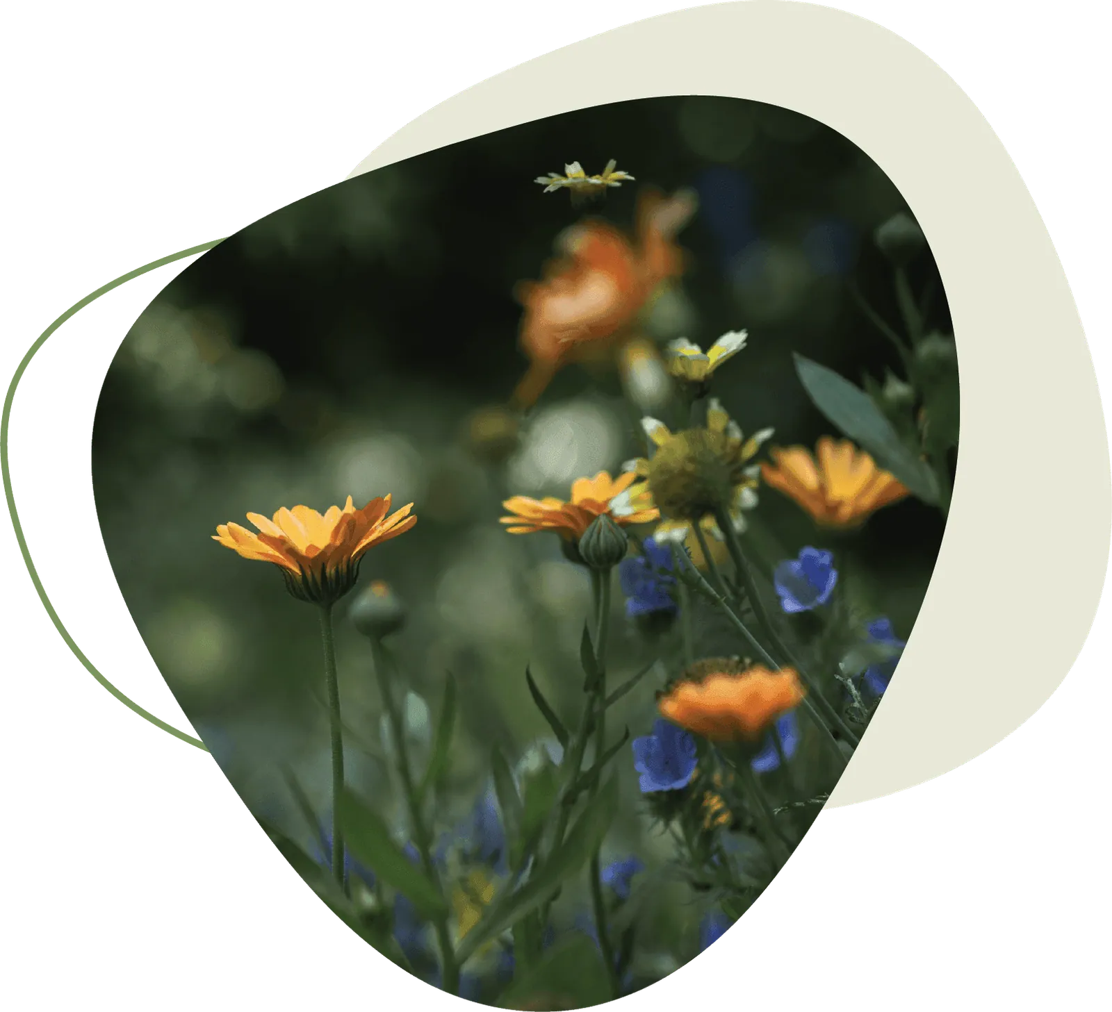 Artenreiche Wildblumenwiese