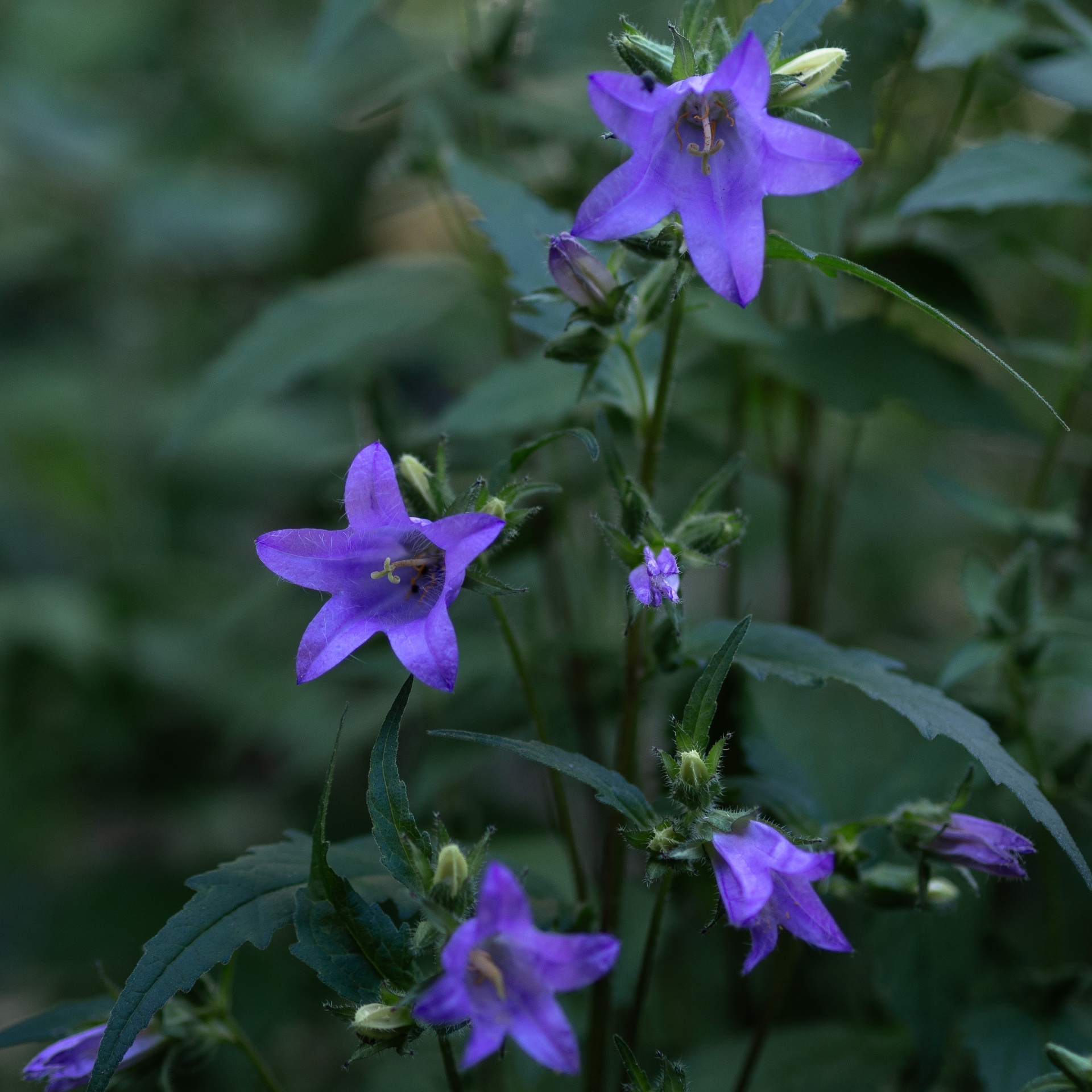 Nesselblättrige Glockenblume – heimische Pflanze im Naturgarten