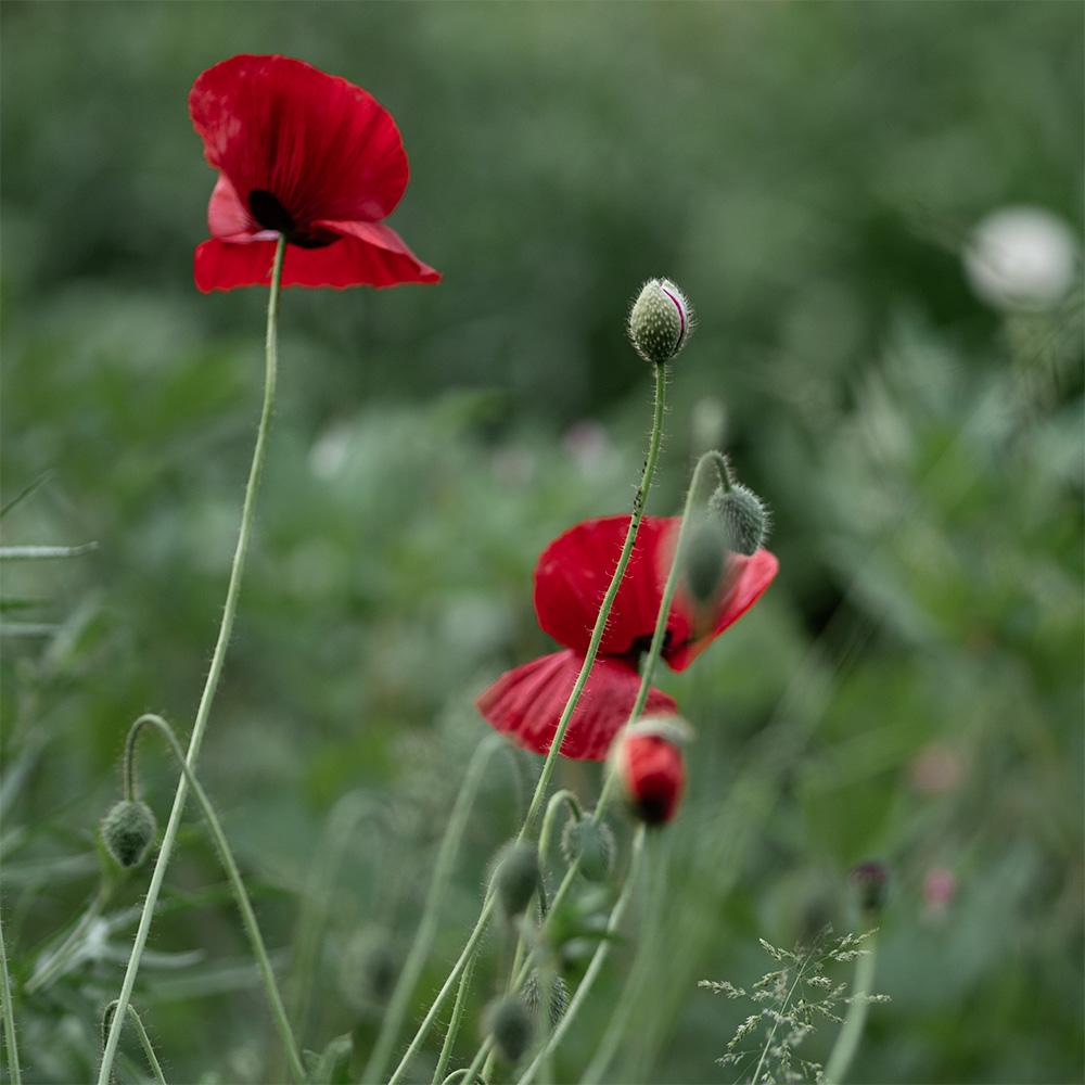 Klatschmohn
