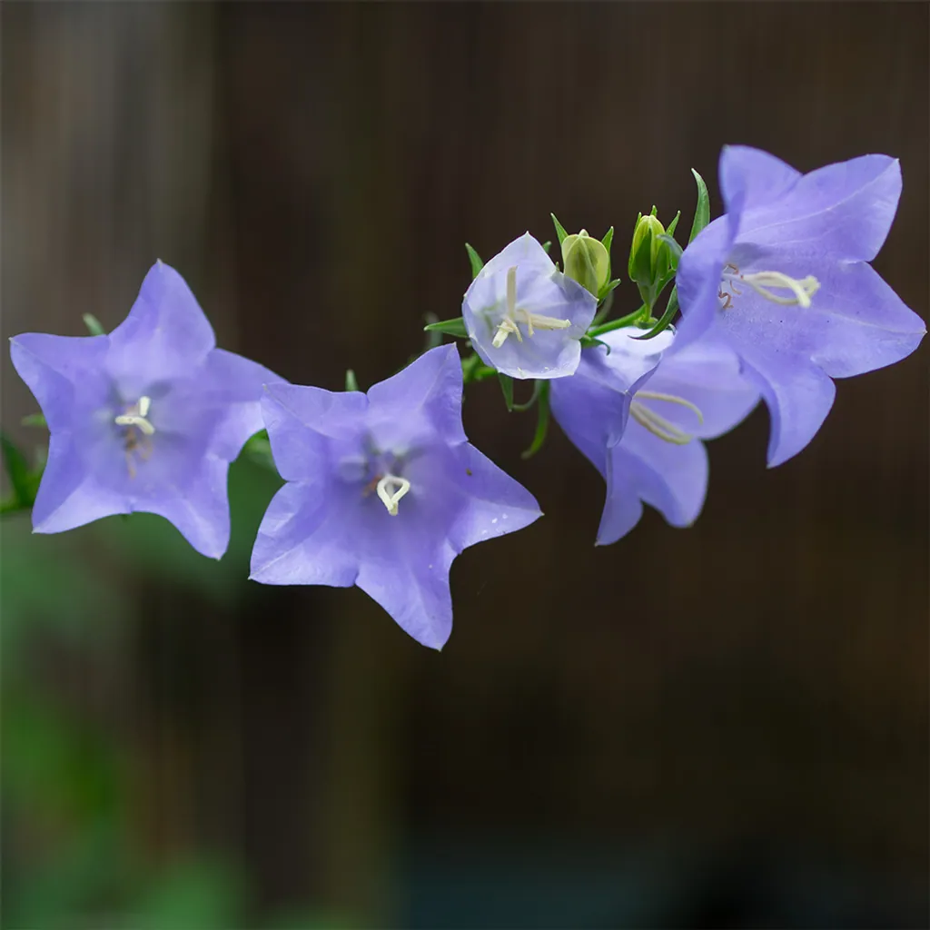 Pfirsichblättrige Glockenblume – heimische Pflanze im Naturgarten