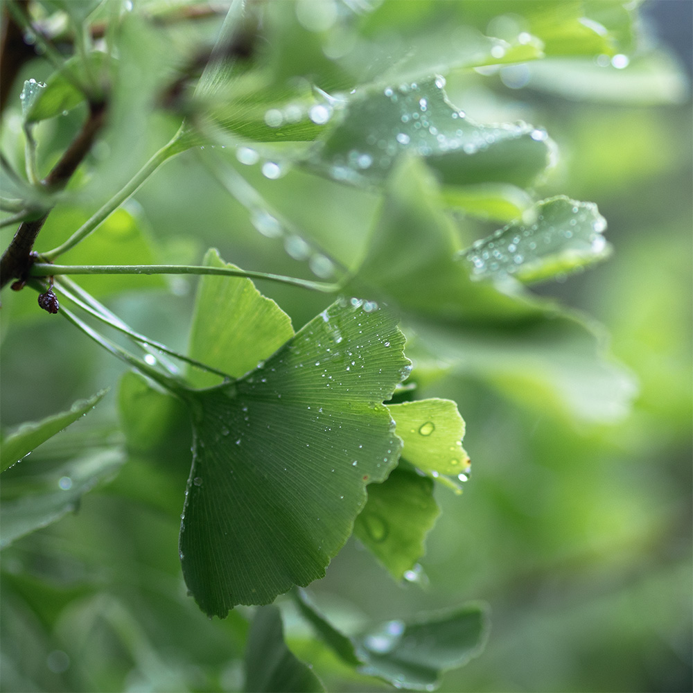 Ginkgobaum