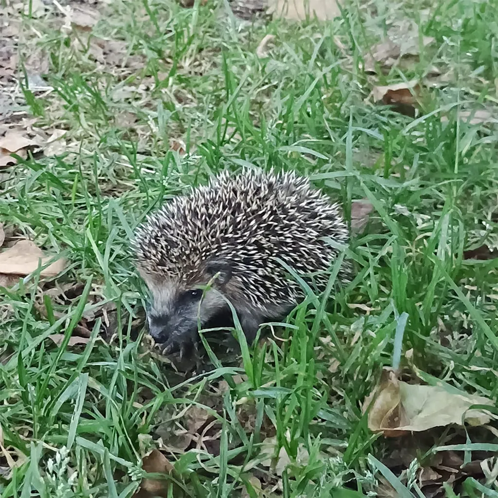 Igel im Naturgarten Rabenstein