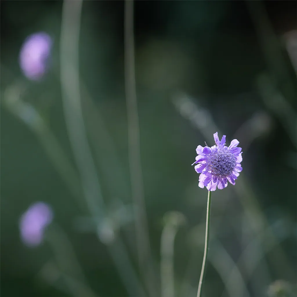 Tauben-Skabiose – heimische Pflanze im Naturgarten