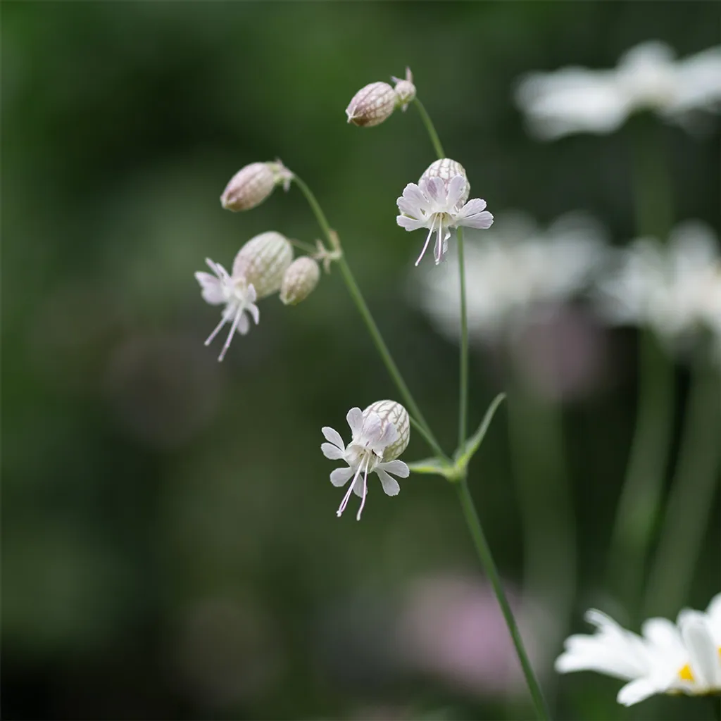 Gemeines Leimkraut – heimische Pflanze im Naturgarten