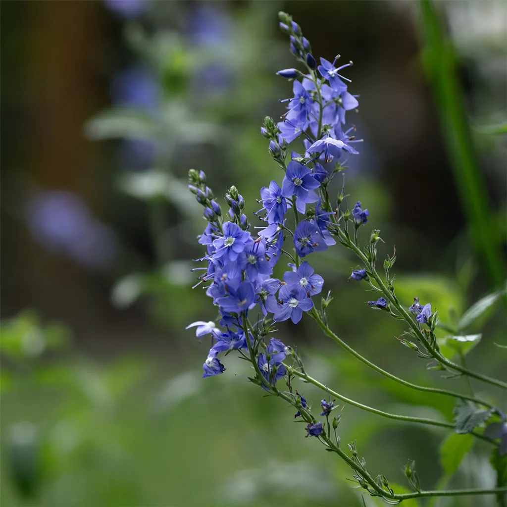 Ähriger Ehrenpreis – heimische Pflanze im Naturgarten