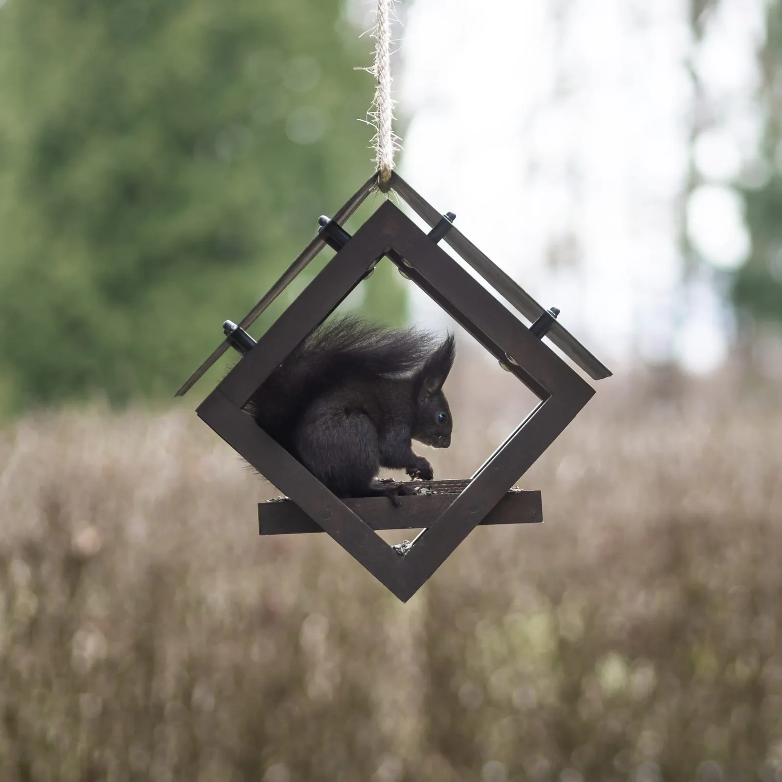 EICHHÖRNCHEN im Naturgarten Rabenstein
