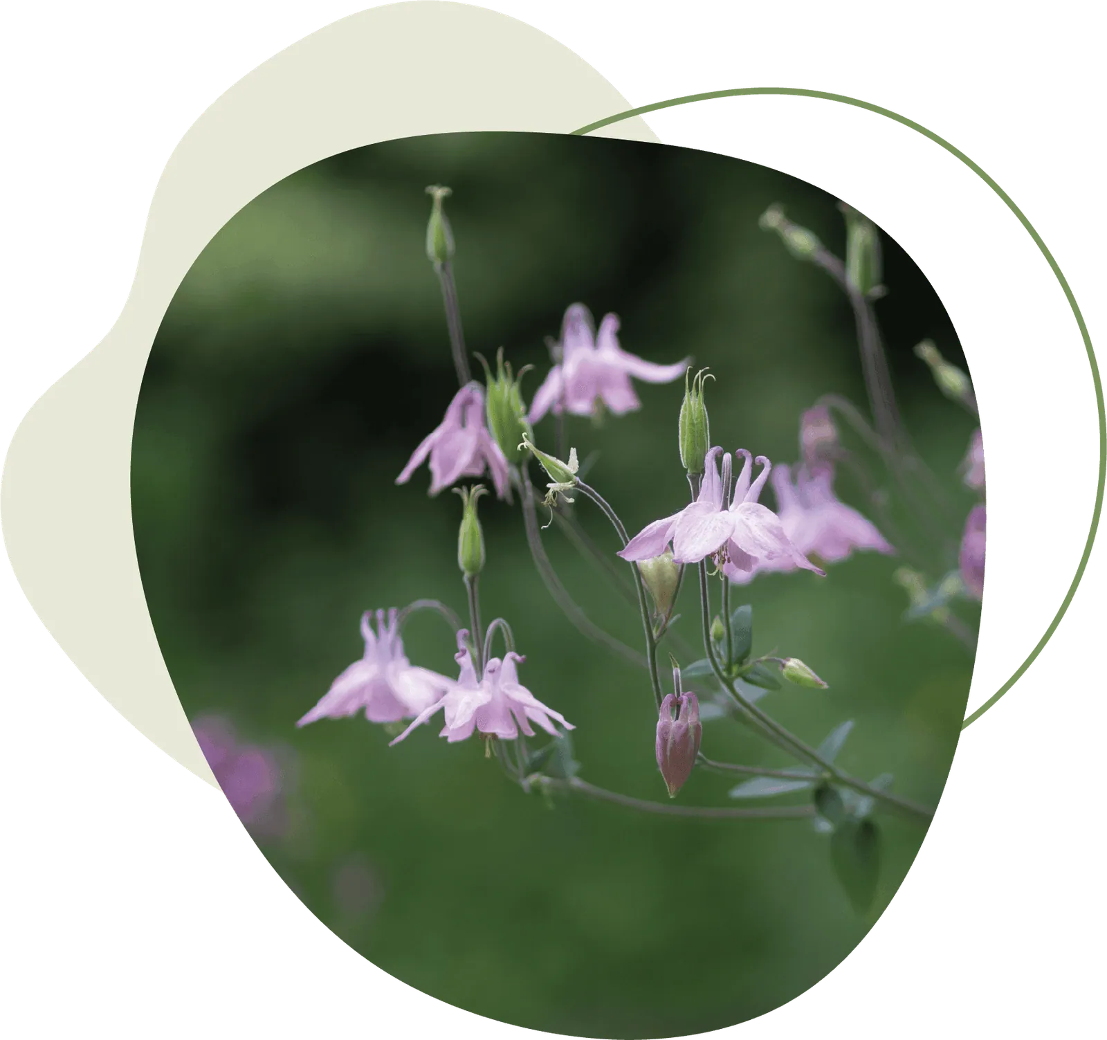 Staudenbeete mit heimischen Pflanzen